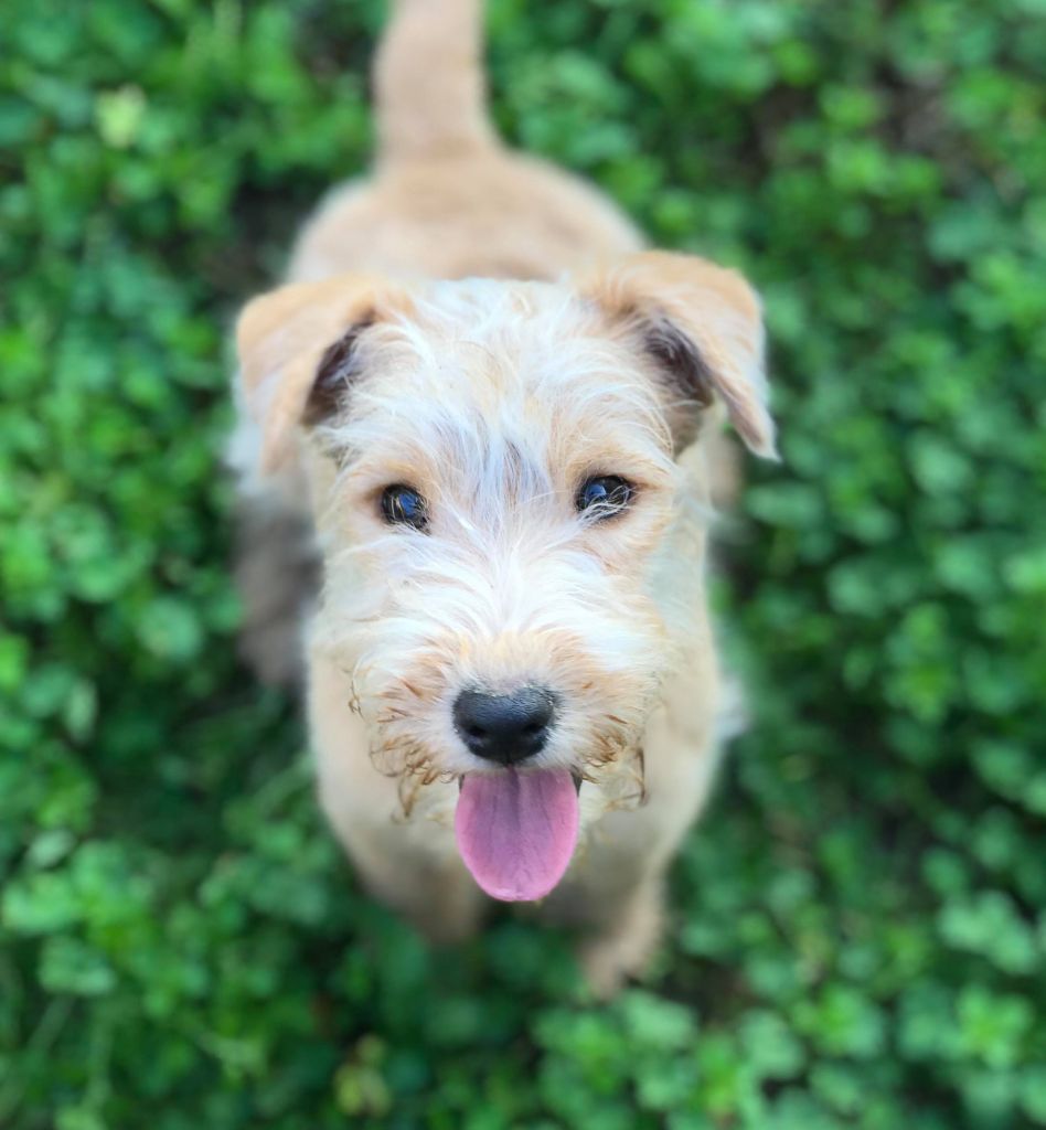 Slicey - Chiot disponible  - Lakeland Terrier