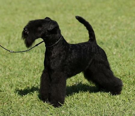CH. Slicey Black jack