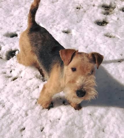 Nos Chiens